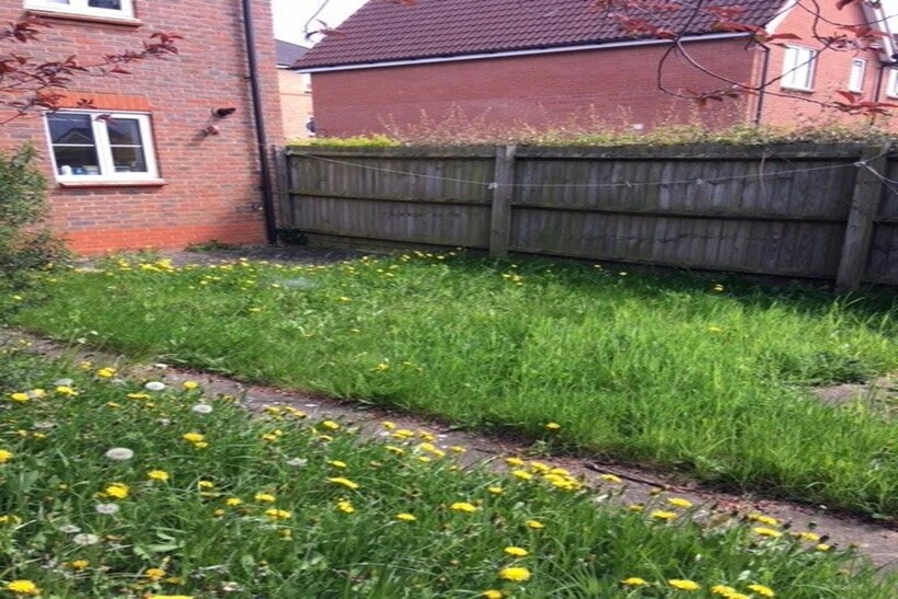 Garden v2.jpg